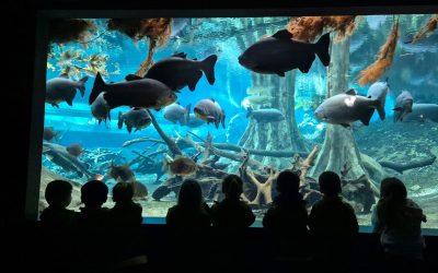 Infantil 5 anys: jornada d’experimentació al Cosmocaixa.