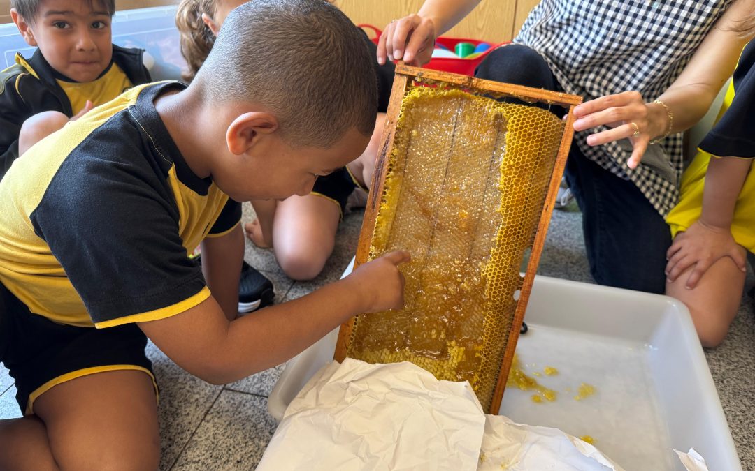 EL MÓN DELS INSECTES: infantil 5 anys tastem la mel d’una bresca d’abelles!