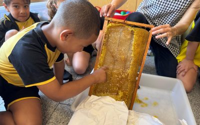 EL MÓN DELS INSECTES: infantil 5 anys tastem la mel d’una bresca d’abelles!